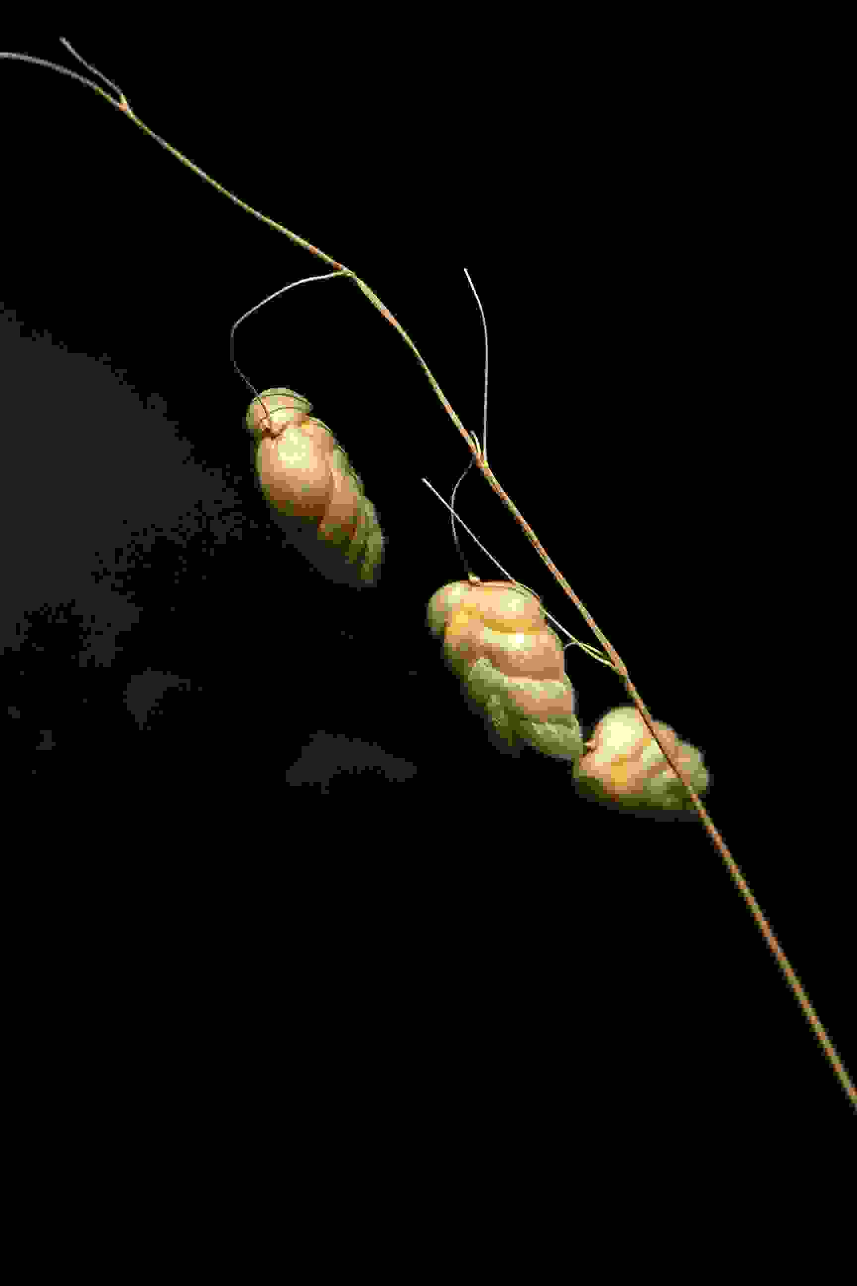 File_046